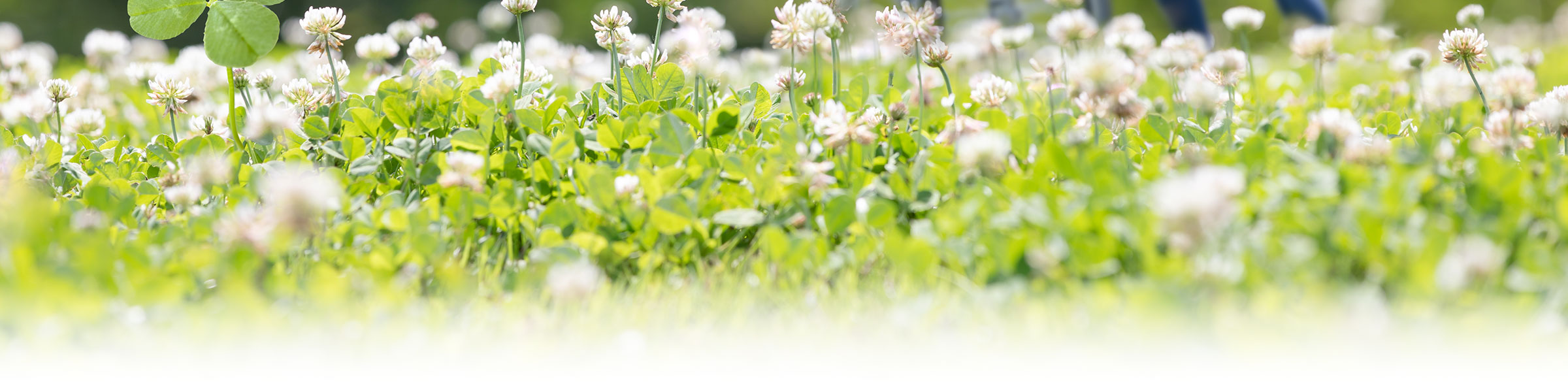 株式会社パキラ